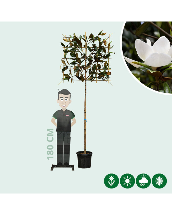 Magnolia grandiflora | Leimagnolia