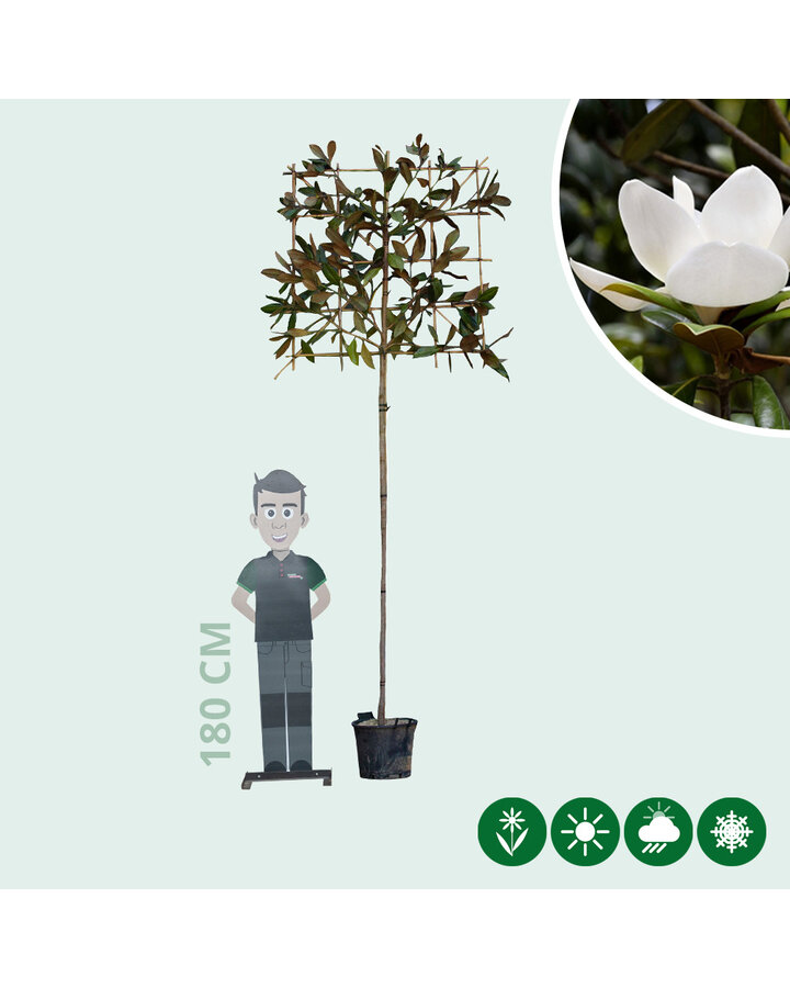 Magnolia grandiflora | Leimagnolia