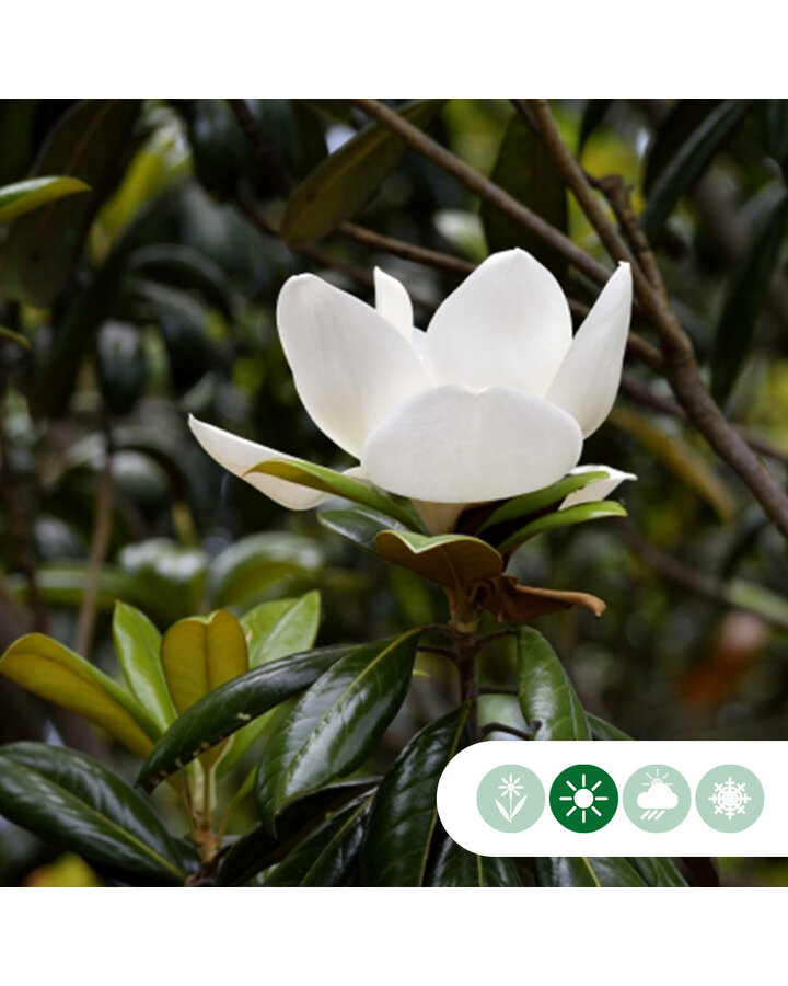 Magnolia grandiflora | Leimagnolia