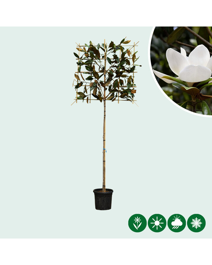 Magnolia grandiflora | Leimagnolia