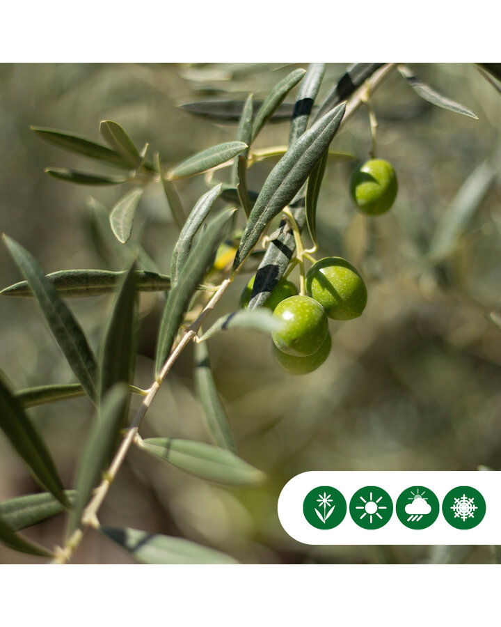 Olea europaea | Gewone olijfboom