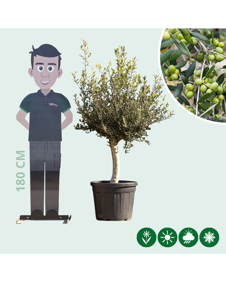 Olea europaea | Gewone olijfboom