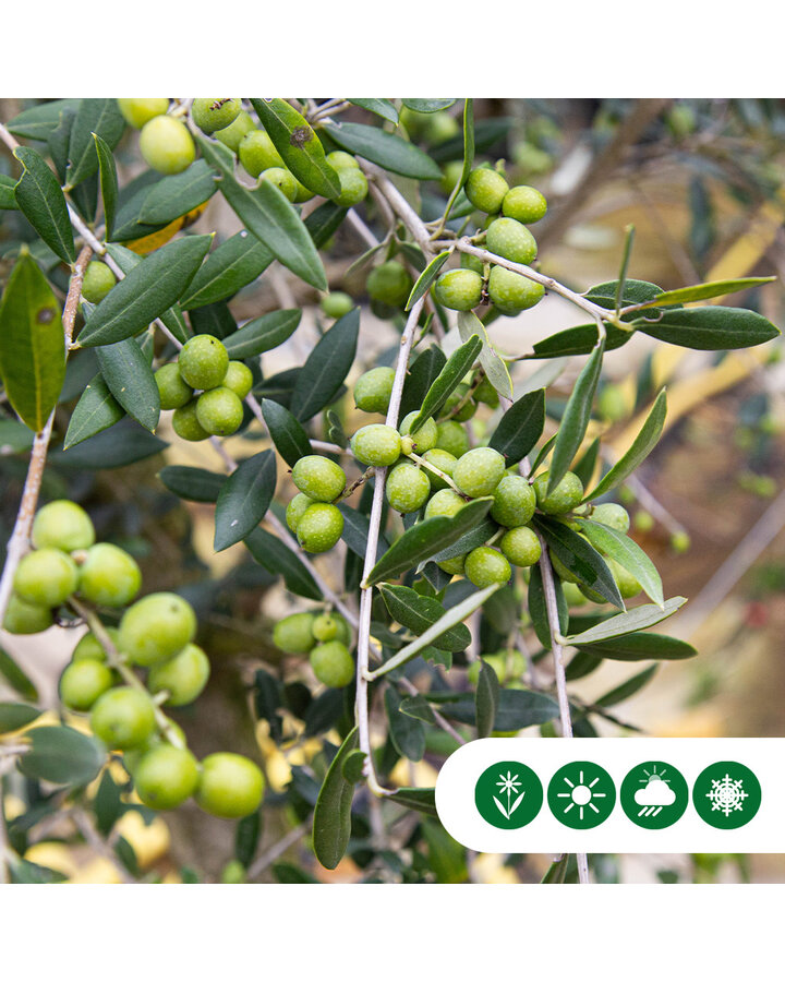 Olea europaea | Gewone olijfboom