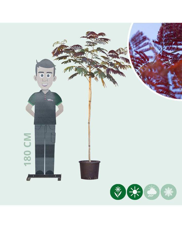 Albizia julibrissin 'Summer Chocolate' | Rode perzische slaapboom