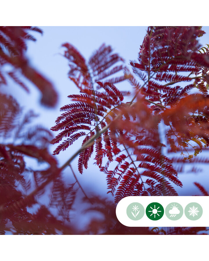 Albizia julibrissin 'Summer Chocolate' | Rode perzische slaapboom