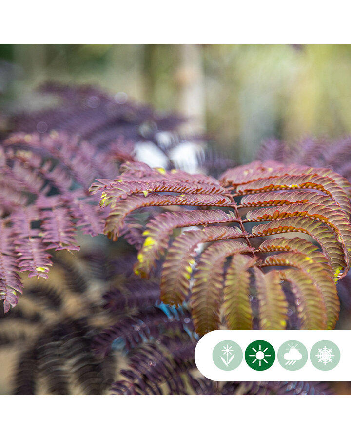 Albizia julibrissin 'Summer Chocolate' | Rode perzische slaapboom