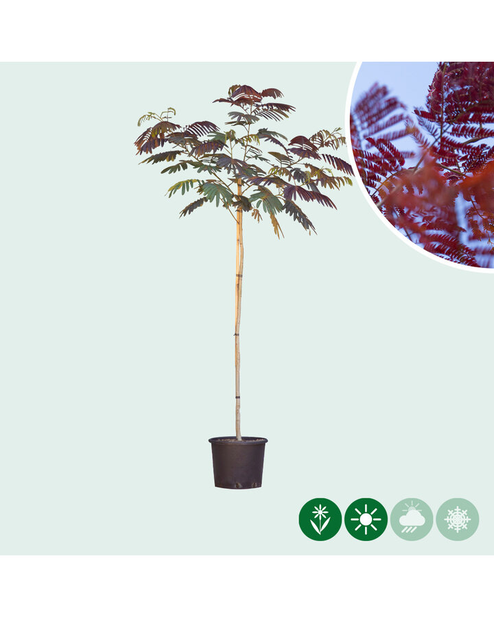 Albizia julibrissin 'Summer Chocolate' | Rode perzische slaapboom