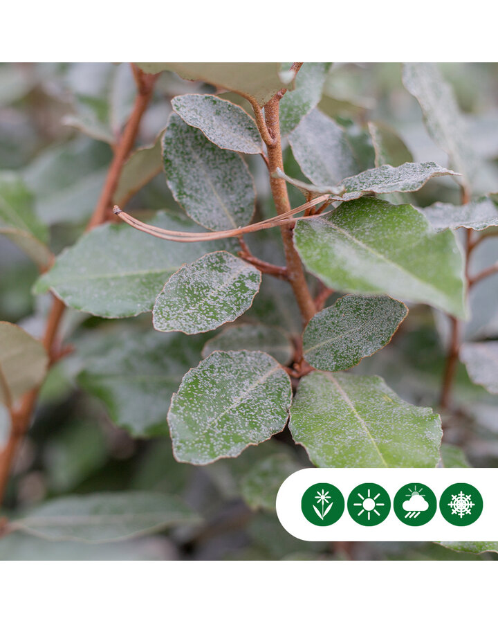 Elaeagnus ebbingei | Olijfwilg | Haagplanten