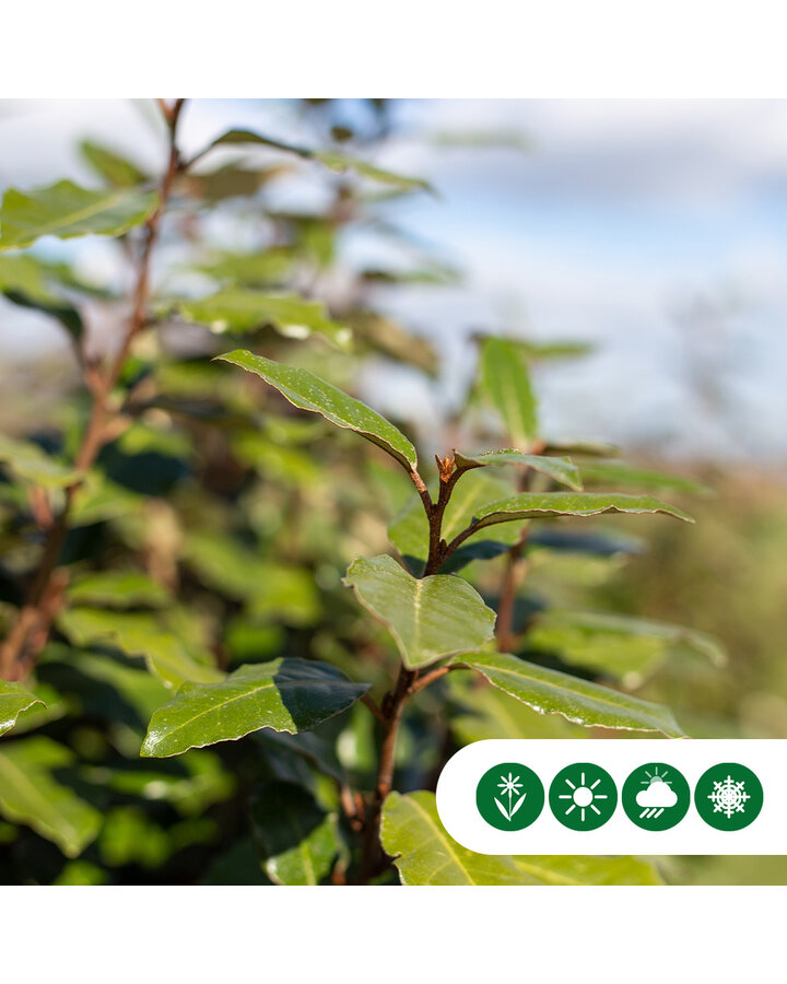 Elaeagnus ebbingei | Olijfwilg | Haagplanten