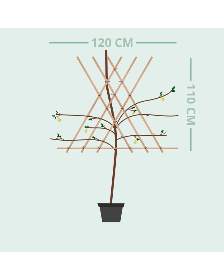 Pyrus c. 'Beurré Hardy' | Handpeer | Leiboom