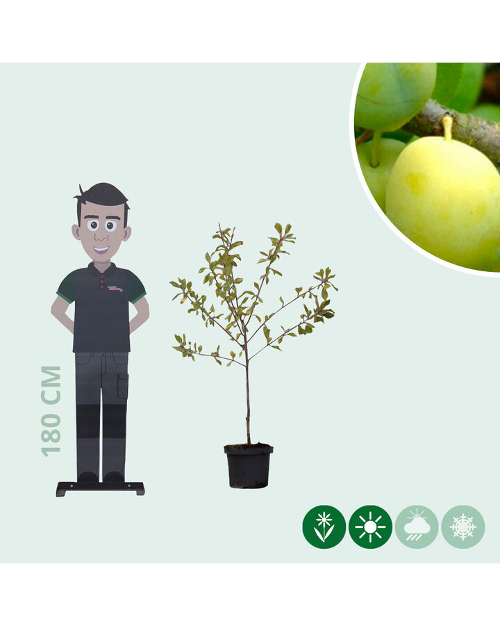 Prunus d. 'Reine Claude Verte' | Pruimenboom