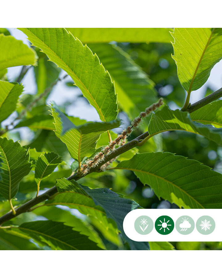 Castanea sativa 'Doree de Lyon'	| Tamme kastanje