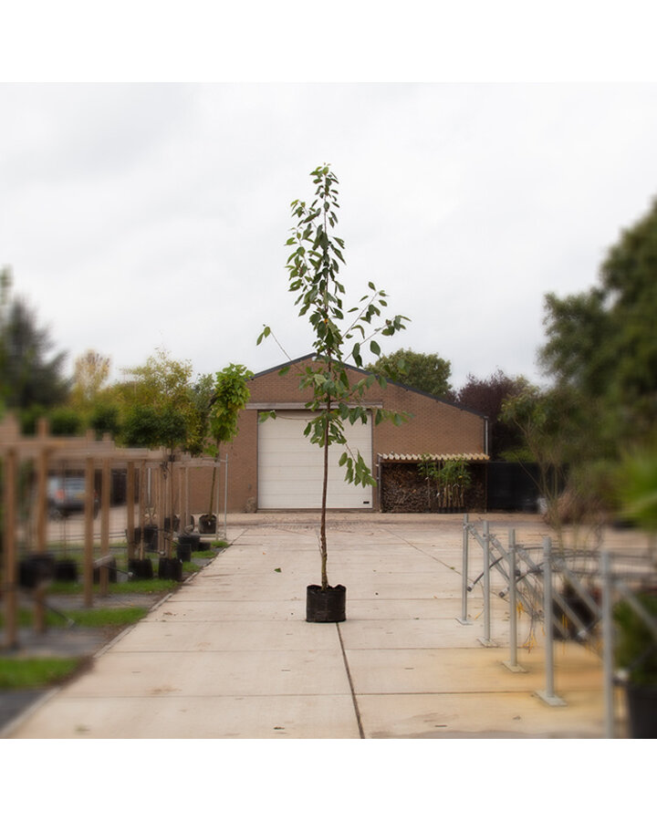 Prunus a 'Varikse zwarte' | Grote kersenboom