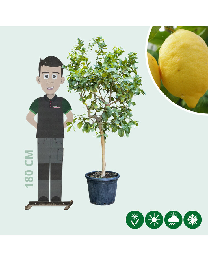 Citrus Limon | Citroenboom