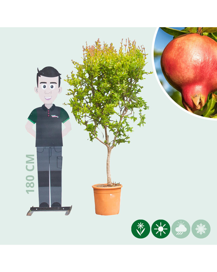 Punica granatum | Granaatappel