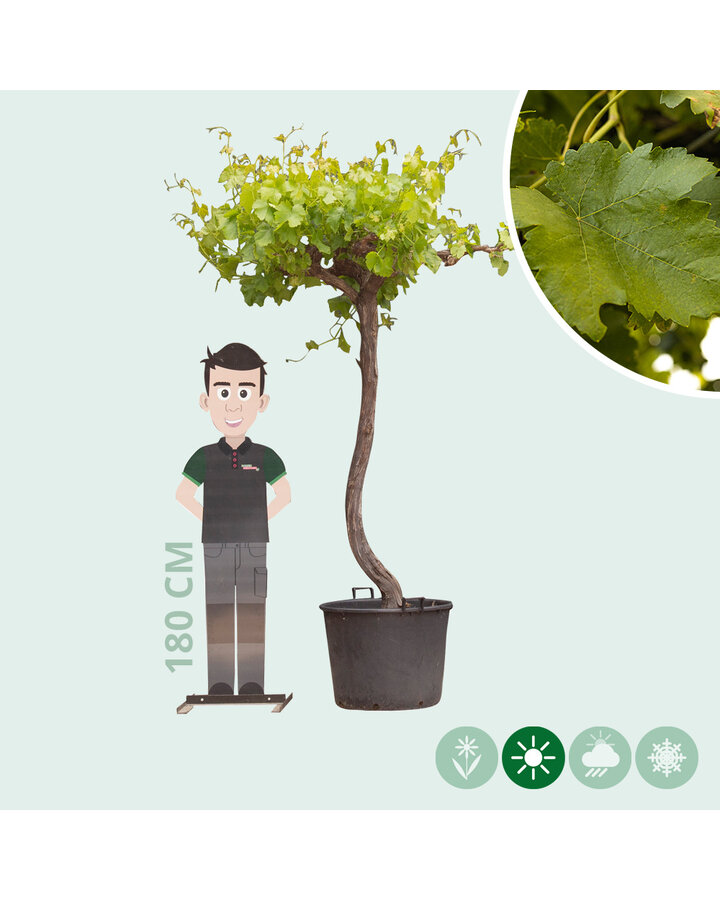 Vitis vinifera | Druivenboom dakvorm