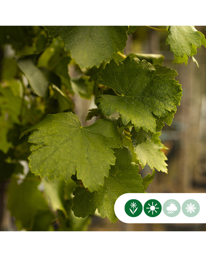 Vitis vinifera moscatel | Witte druif op stam