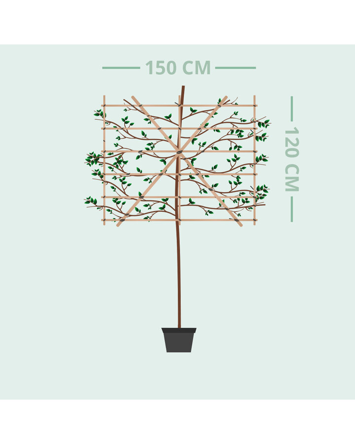 Pyrus Gieser wildeman | Perenboom leiboom groot