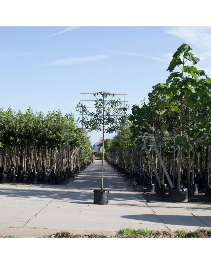 Pyrus Gieser wildeman | Perenboom leiboom groot