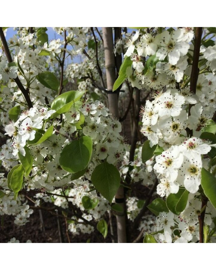 Pyrus Gieser wildeman | Perenboom leiboom groot