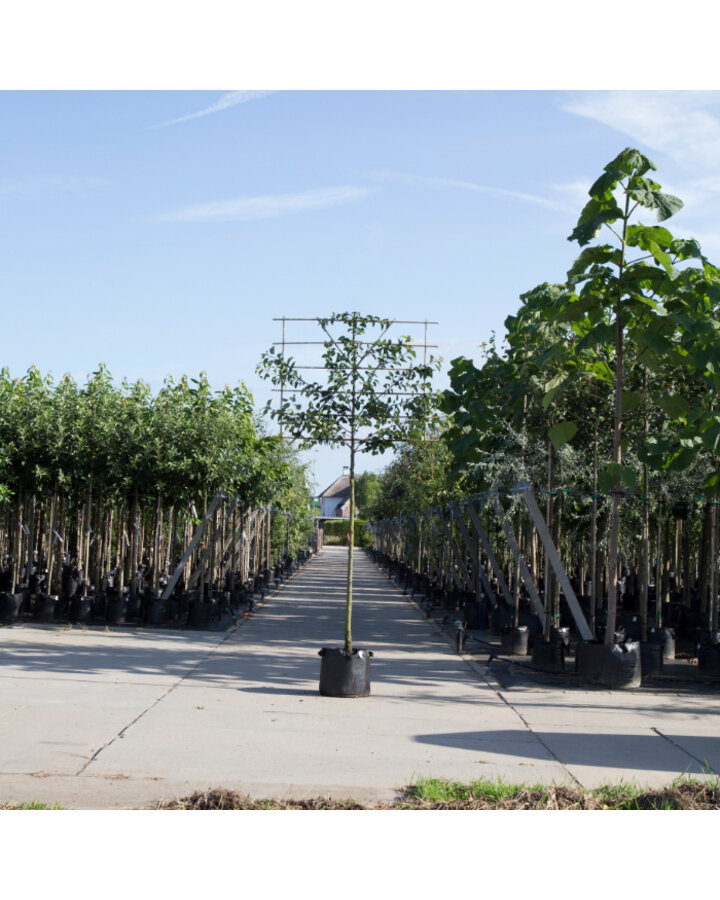 Pyrus conference | Perenboom leiboom groot