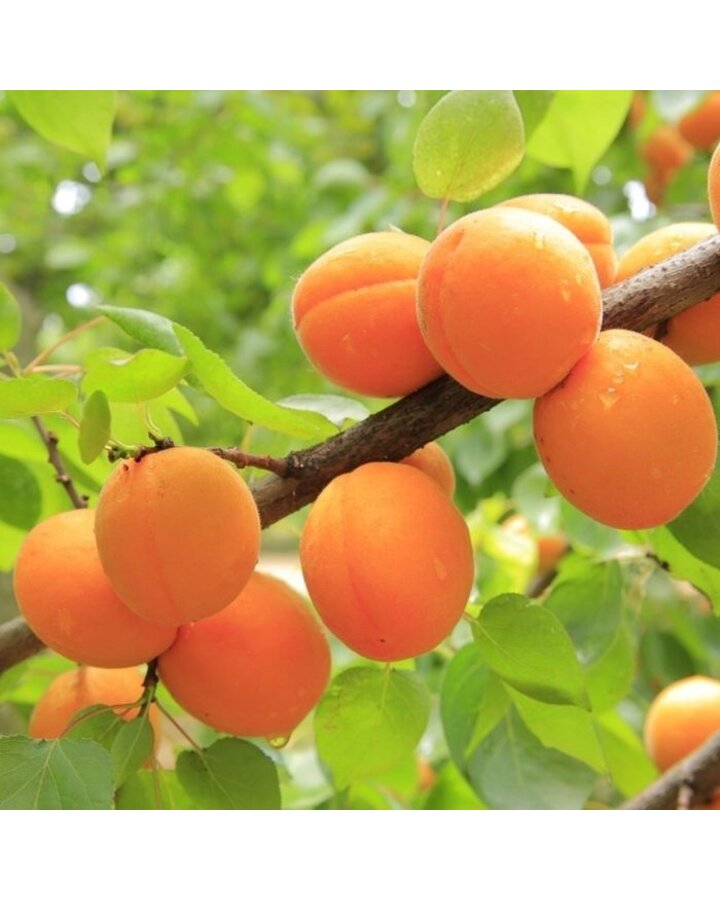 Prunus armeniaca 'Tros Oranje' | Abrikoos