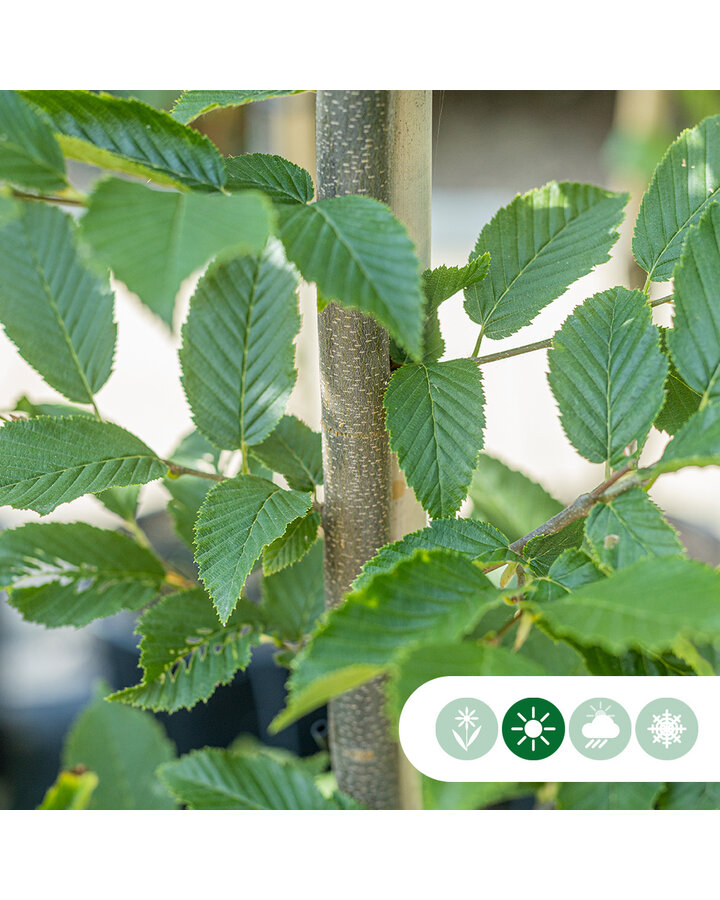 Carpinus betulus 'Fastigiata' | Zuilhaagbeuk leiboom