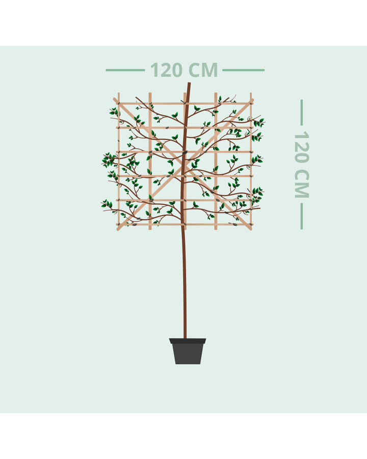 Prunus s. 'Royal Burgundy' | Rode Japanse sierkers leiboom