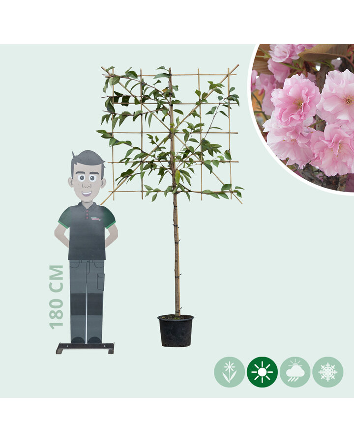 Prunus serrulata | Japanse sierkers leiboom