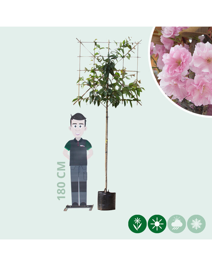 Prunus serrulata | Japanse sierkers leiboom