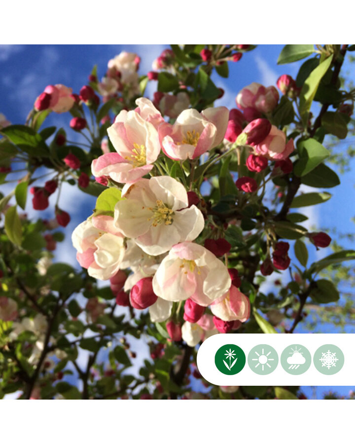 Malus 'Red Sentinel' | Sierappelboom | Leiboom