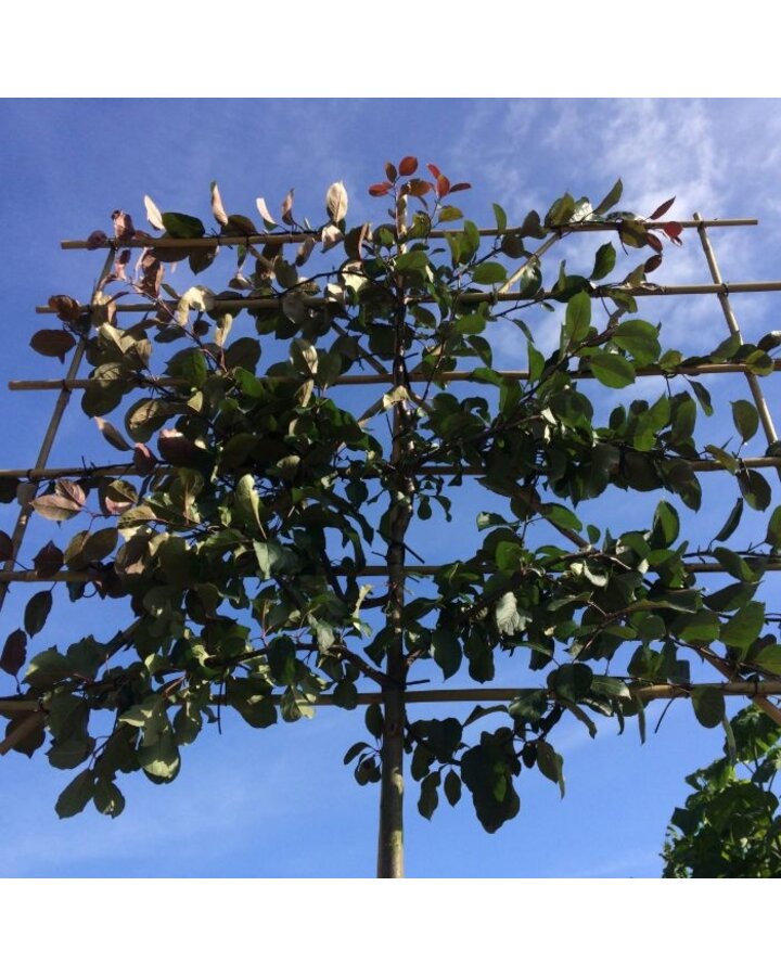 Malus 'Mokum' | Rode sierappel leiboom