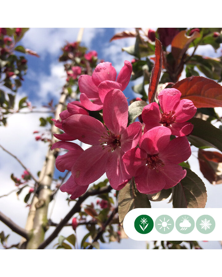 Malus 'Mokum' | Rode sierappel leiboom