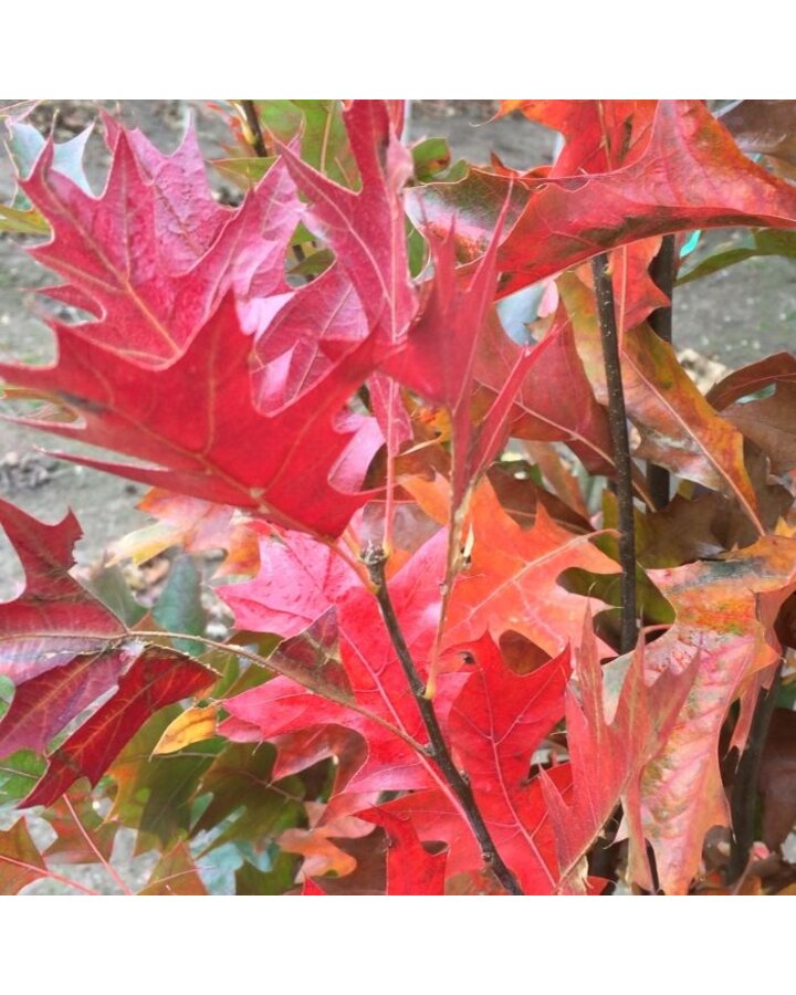 Quercus palustris | Moeraseik leiboom