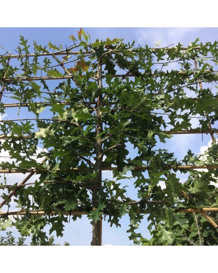 Quercus palustris | Moeraseik leiboom