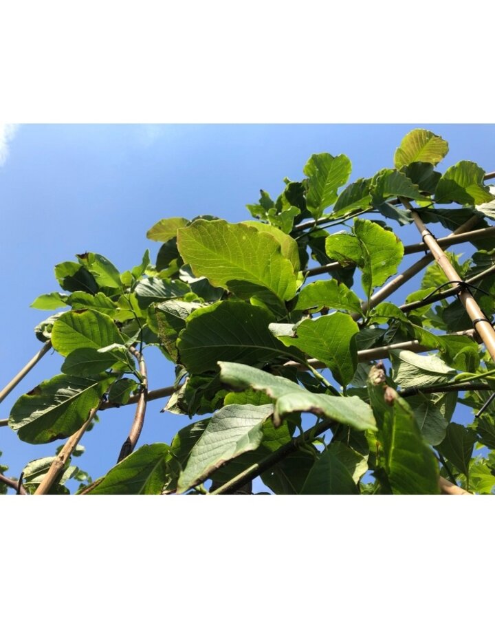 Magnolia kobus | Beverboom leiboom