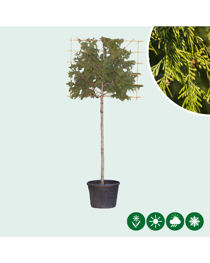 Thuja | Conifeer leiboom
