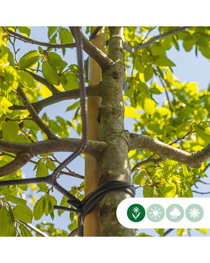 Carpinus betulus | Haagbeuk kubus