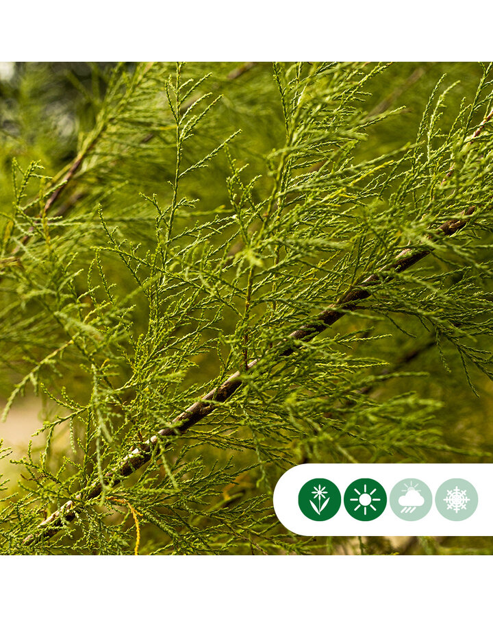 Tamarix tetrandra | Tamarisk | Meerstammig