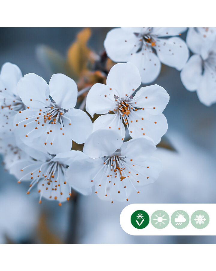 Prunus 'Umineko' | Japanse sierkers