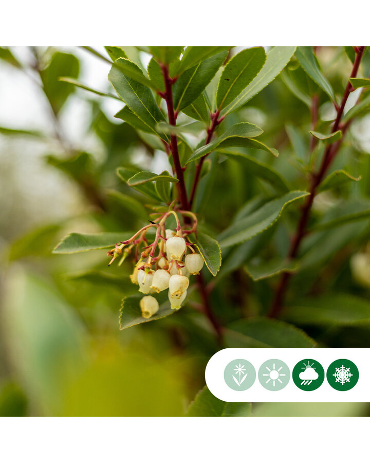 Arbutus unedo | Aardbeienboom