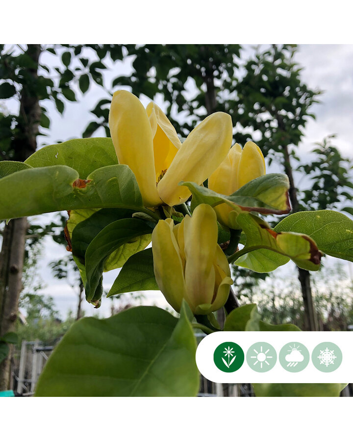 Magnolia 'Yellow Bird' | Magnolia