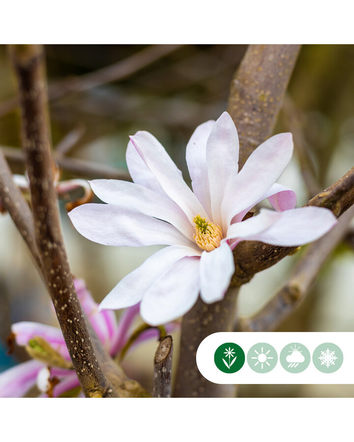 Magnolia loebneri 'Leonard Messel' | Beverboom