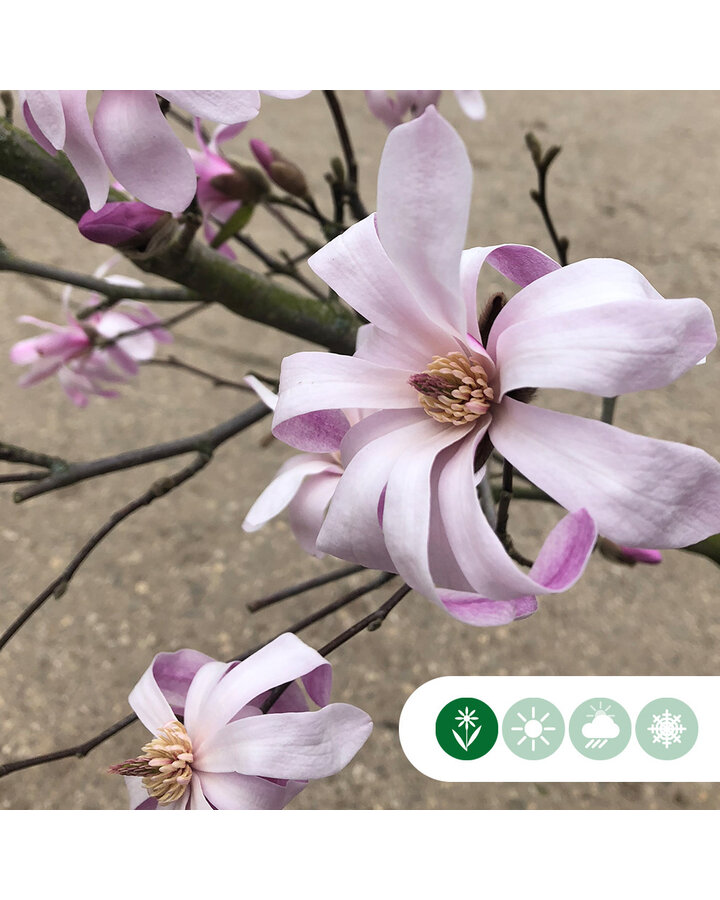 Magnolia loebneri 'Leonard Messel' | Beverboom