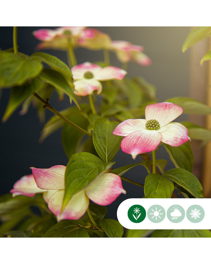 Cornus 'Stellar Pink' | Kornoelje