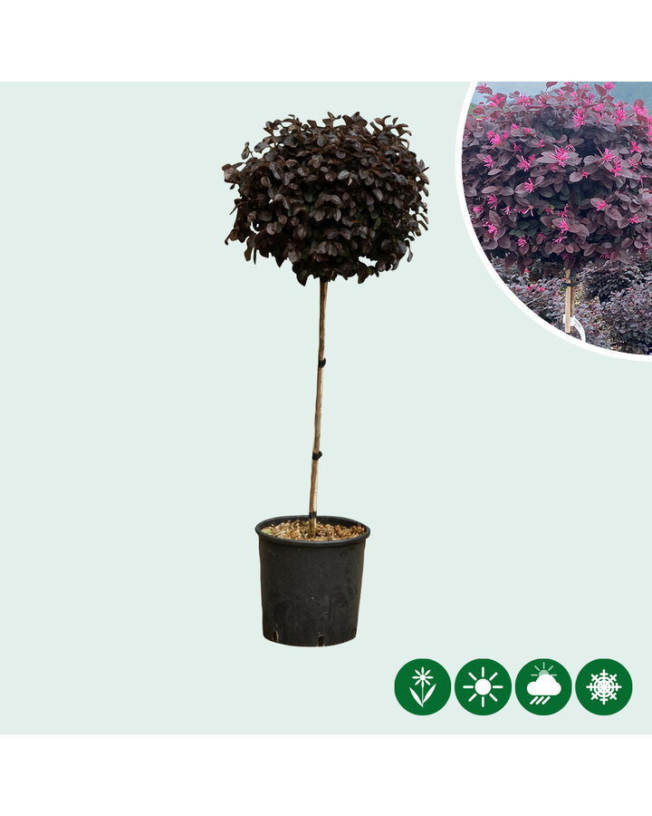 Loropetalum chinense | Chinese franjeboom