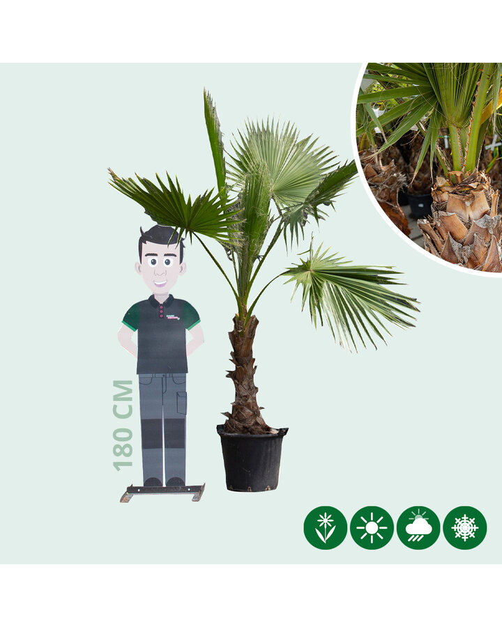 Washingtonia robusta | Mexicaanse waaierpalm