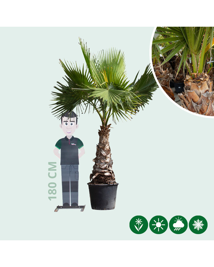 Washingtonia robusta | Mexicaanse waaierpalm