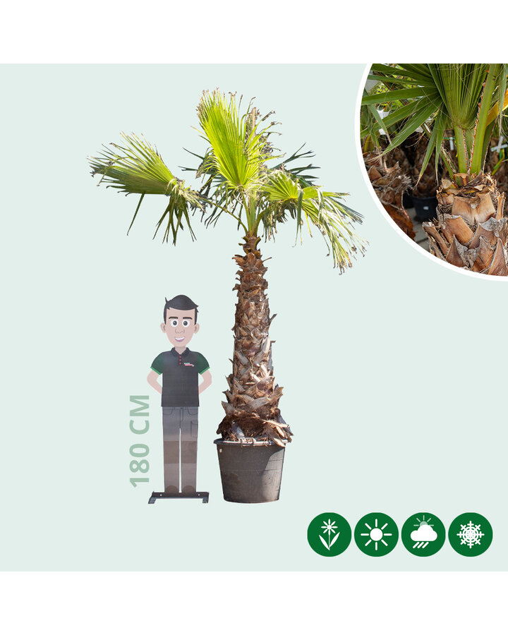 Washingtonia robusta | Mexicaanse waaierpalm