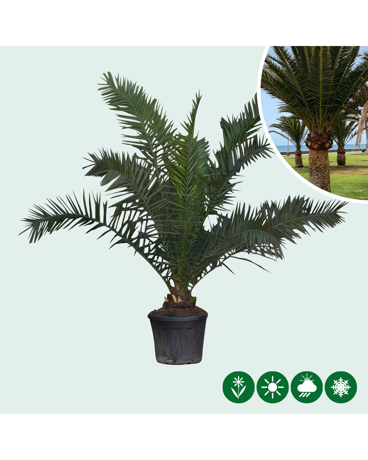 Phoenix canariensis | Dadelpalm